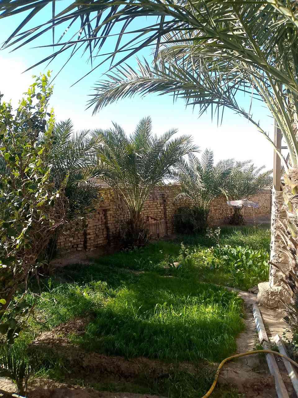 السلام عليكم بيت للبيع منطقه الاداره المحليه قرب بانزين خانه جنه الجنوب طريق مجر عماره كامل زراعي مساحته فوك 300 يحتوي على غرفتين 5 ب4 وصاله 7 ب4 وساحه جبيره ومطبخ  وصحيات  سعره 25 قفل الشراي يتصل على ‏هذا الرقم‏‪***********‬‏
