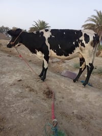 لجبه • لجبه للبيع • اغنام • نعجة • ماعز • ماشية • حيوانات حقل • بابل •...
