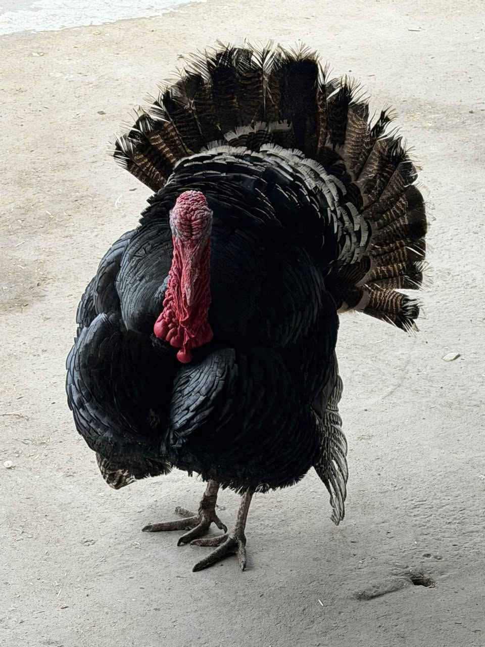 للبيع علو العدد ٩  فحل ٣ وبقيه نتيه 
‭٠٧٥٠ ٨٧٠ ٠٨٧٥‬
