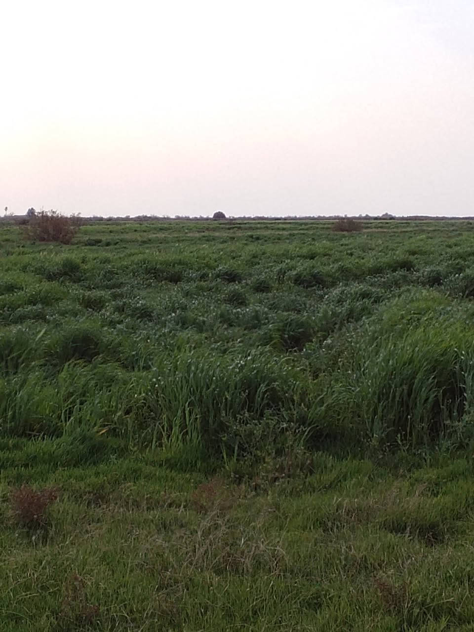 للبيع شروه مزروعة شعير 🌱
المساحة: 30 دونم
العنوان الرفاعي. طريق بعير  (ال ساير )

السعر مناسب وقابل للتفاوض 
للاستفسار والتفاصيل أكثر يرجى التواصل على الخاص أو الاتصال على الرقم: (***********).
