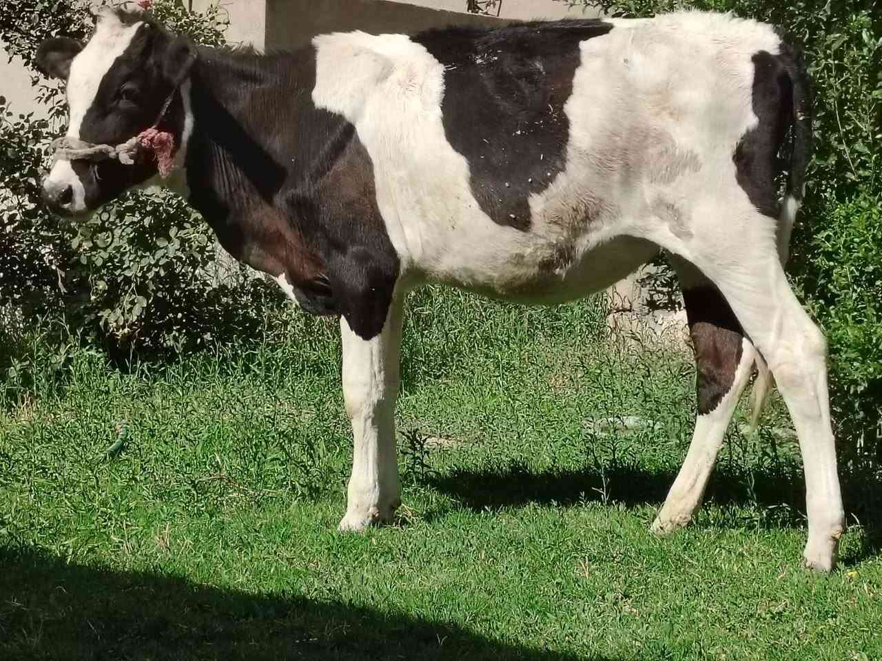 السلام عليكم ورحمه الله وبركاته
بجر هولشتاين جنس فول ماشاء الله 
ناصحه فول وين الجنايه بجر حلوه من حض الجناي
المكان الشرقاط الخضرانيه 
***********
