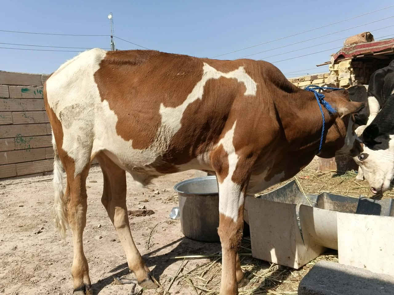 عجول البيع عدد 5 مكان عماره على الحولي قرب محطه مال بيت حجي مخيلف السعر الواحد مليون و 300 وبيه مجال 
***********
