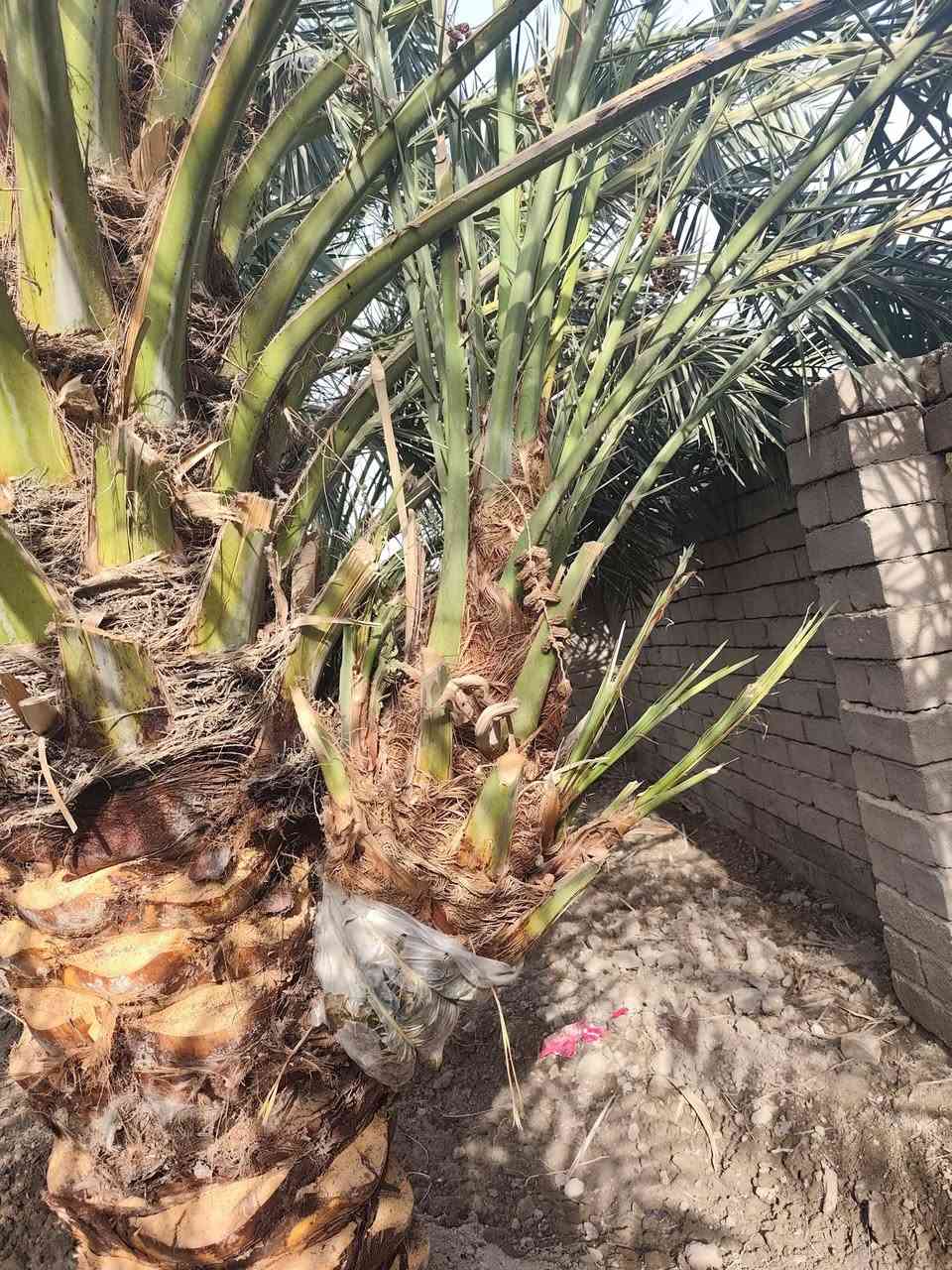 فسائل بريم مجذر عدد (2)
ابيعهن ثنينهن مابيع واحد
سعرهن ثنينهن ( 90 الف قفل) 
المكان قضاء المدينة منطقة الخاص بالحماد
***********
ملاحظة حجز ماكو الي يريد يجي يشلع رجاءاً
