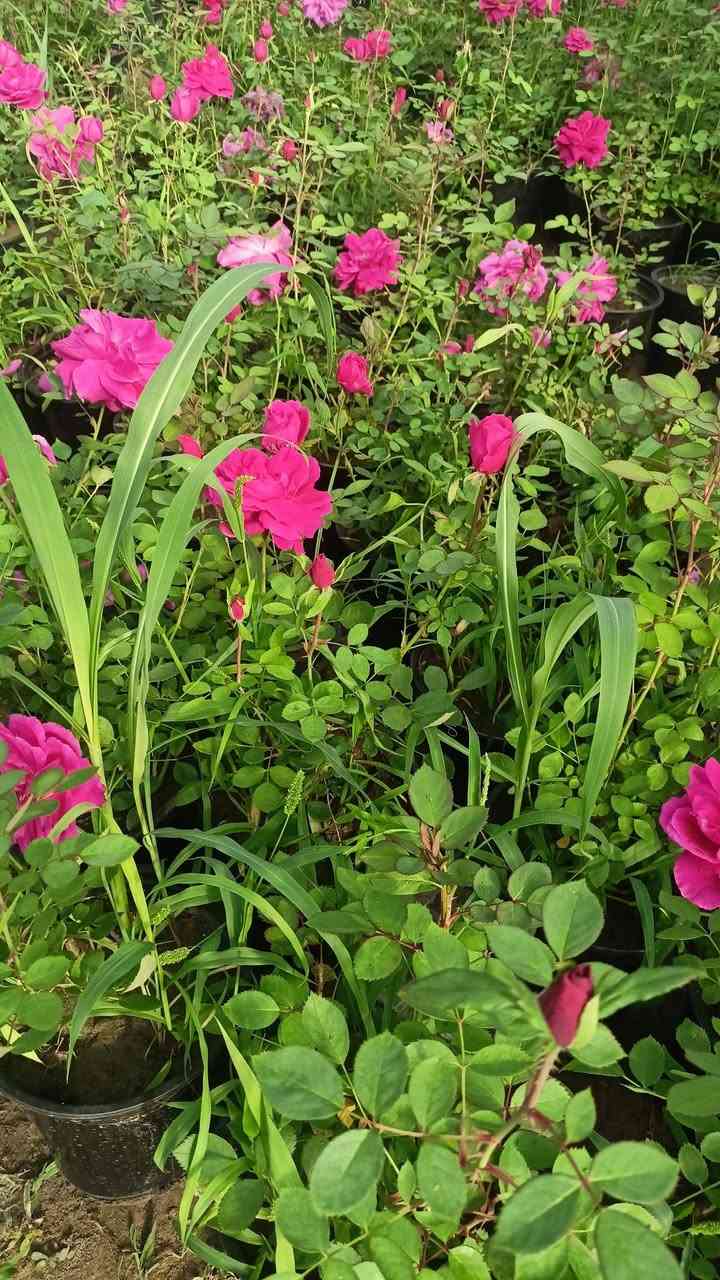 مشتل رسول الزراعي الإنتاج كافة انواع الاشجار الزينه والمثمره كلشي متوفر 
العنوان بابل لمسيب شارع ابو لجاسم نهايته قرب التفصيخ للسيارات القديمه مشتل رسول الزراعي 
***********
