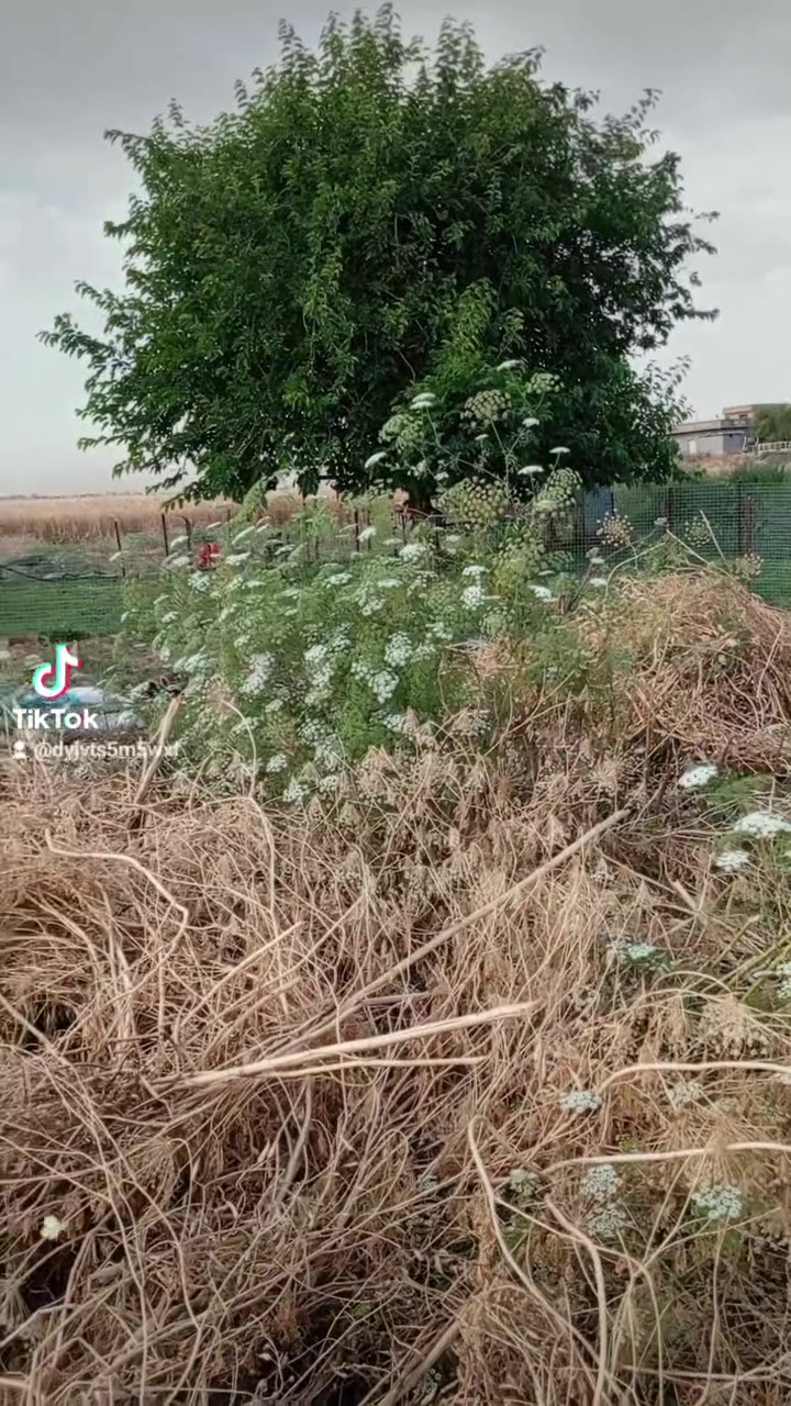 بيكم 85رقم اصفر شرط تحويل كير ومحرك شرط مراوس بكيه فقط


**إذا كنت صاحب هذا الإعلان وتريد حذفه لأي سبب، رجاءا أرسل رسالة إلى الدعم الفني**