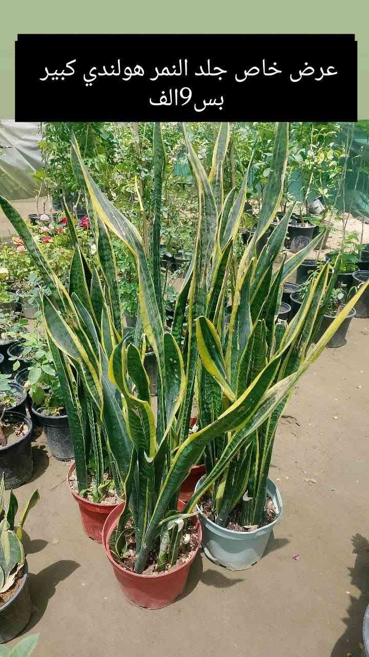 (بسم الله))
((مشتل الأنوار))🌻🌷🌵
يعلن مشتل الأنوار عن توفر كافة النباتات الزينه والحمضيات داخل المشتل وبأسعار تنافسيه 🔥🔥
زورونأ في العنوان الدائم🔥🔥
العنوان الصويره الشارع العام مطعم هنداس مجاور مجمع أبو زهراء للسيراميك 🔥🔥 
للتفاصيل اكثر داخل الصور 
ويوجود خدمه توصيل  🚛 🚚 🚗


**إذا كنت صاحب هذا الإعلان وتريد حذفه لأي سبب، رجاءا أرسل رسالة إلى الدعم الفني**