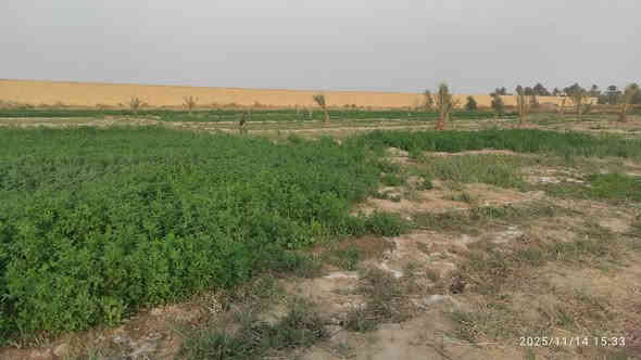 دونمين زراعي البيع سند  25 طريق مرمض بضهر الملعب ***********
