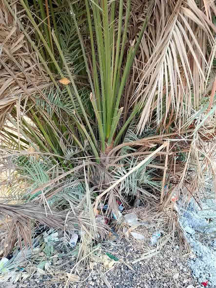 السلام عليكم ورحمه الله وبركاته نعرض اليكم  فسائل جمال دين ان شاء الله وبسعر (٦٠) الف للفسيله والقلع بحضوركم مع ضمان جوده ونوع الصنف بوجود تمر متبقي في الام عنواننه واسط قضاء للصويرهه
الهاتف ***********
