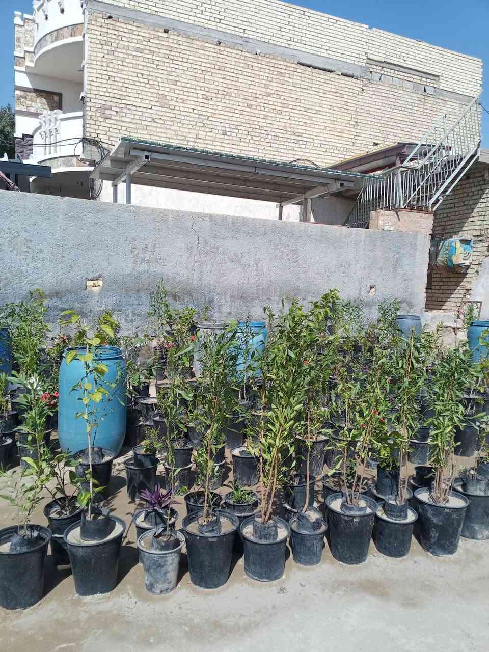 السلام عليكم ورحمه الله وبركاته. يوجد لدينا في سبع البور مشتل الحوراء نباتات الزينه الداخليه والشمسيه وبأسعار مناسبة جدا ولاسمده  الكيمياويه والبيتموس   كما يوجد لدينا طن شيش ابو النص طول ثمانية أمتار وسته متر  بنص السعر في السوق  كما يوجد لدينا دراجه كهربائيه نضيفه وشغاله والباتريات جيده بربع سعرها في السوق الصدريه  ومن الله التوفيق للجميع هاتف*********** والثاني*********** وشكر وتقدير للجميع اخوكم السيد علي الحسيني
