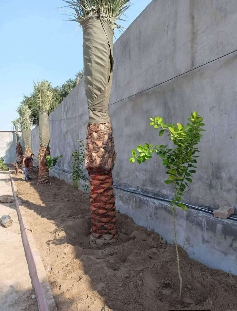 السلام عليكم  كادر متخصص لتجهيز المزارع والمنتجعات والمسابح  تجهيز الحدائق والبساتين تشجير الحدائق تشجير البساتين لدينا جميع انواع النخيل برحي مكتوم جبجاب بريم بلكه بربن جميع انواه النخيل و ترتيب الاراضي المتروكه وتسميدها بالسماد الحيواني وعمل منظومات تقطير نعمل في جميع محافظات العراق ***********
