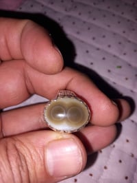 خاتم سليماني • زيتوني • عينين متساويتين