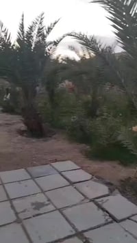 الصخيين • ١٦٥٠م • بستان