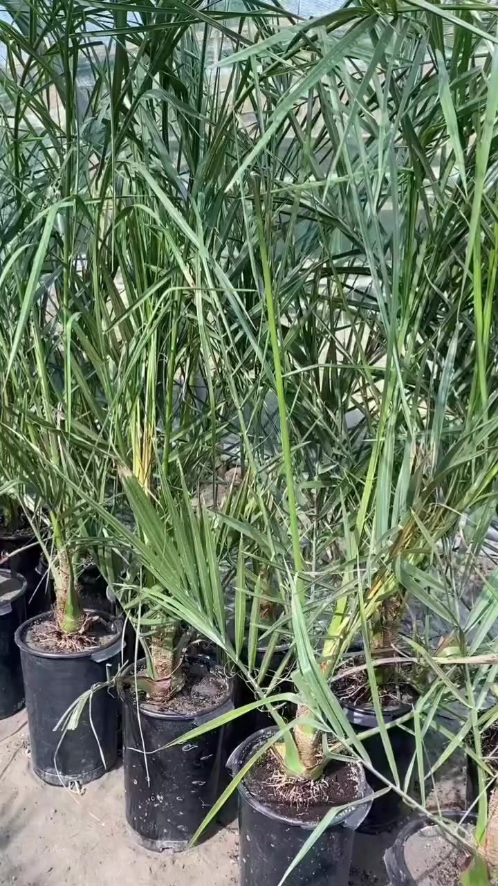 مجهول نسيجي جاهز للغرس 🌴
بارتفاع ممتاز ومجموعة جذرية متكاملة، خالٍ من الأمراض والآفات الزراعية.
جودة عالية وحجم مميز، مع وصل ضمان الصنف لحين الإثمار.

للاستفسار والتواصل:
- قسم المبيعات النخيل : ***********
- قسم المبيعات النخيل : ***********
- قسم الاسمده والتوصيل: ***********

الموقع: محافظة بابل، مدينة الحلة، طريق منطقة عوفي.

#البشير_مشروع_وطن  
#شركة_البشير_العالمية
