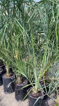 مجهول نسيجي • ضمان حتى الاثمار • الحلة