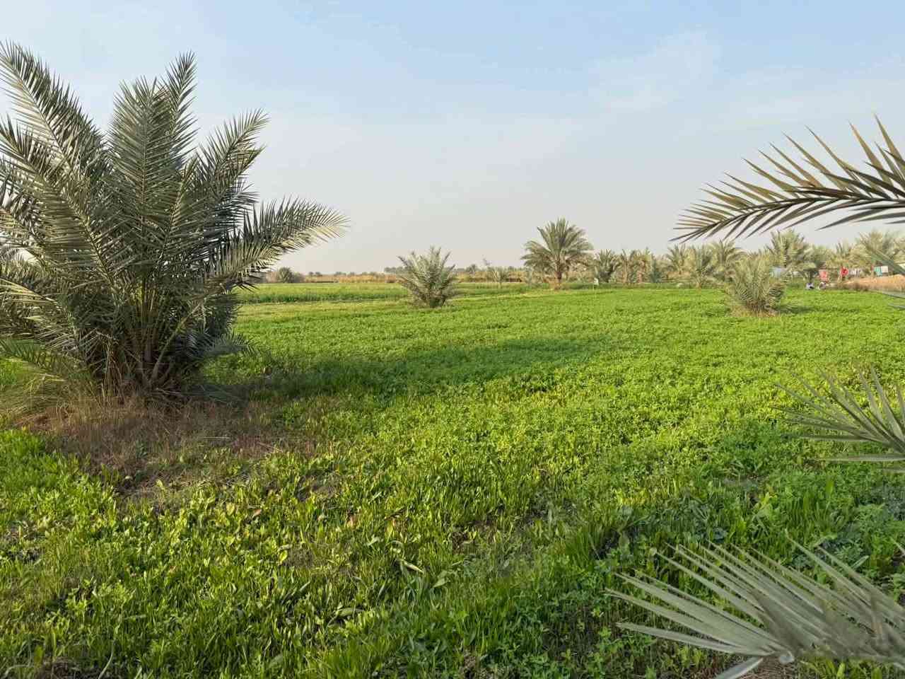 السلام عليكم ورحمة الله
ارض زراعيه للبيع المساحه 7دونم عقد117   م تتوفر جميع الخدمات إسالة ً

كهرباء ماء سقي تبعد عن الشارع العام 150 م 
المكان صويره طرق المطار سعر الدونم الواحد 23بيه مجال

للاستفسار اكثر /. ***********
