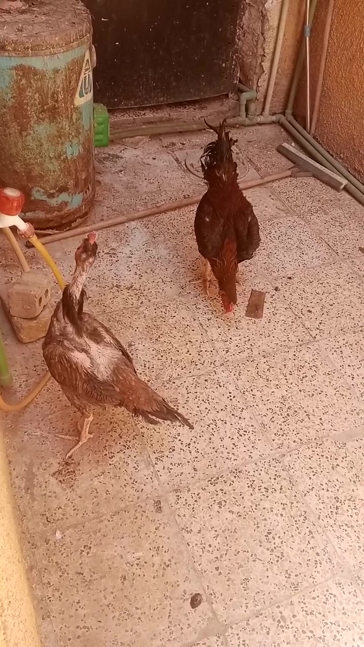 دجاجة وديج هراتيات للبيع٦٠ الف


**إذا كنت صاحب هذا الإعلان وتريد حذفه لأي سبب، رجاءا أرسل رسالة إلى الدعم الفني**