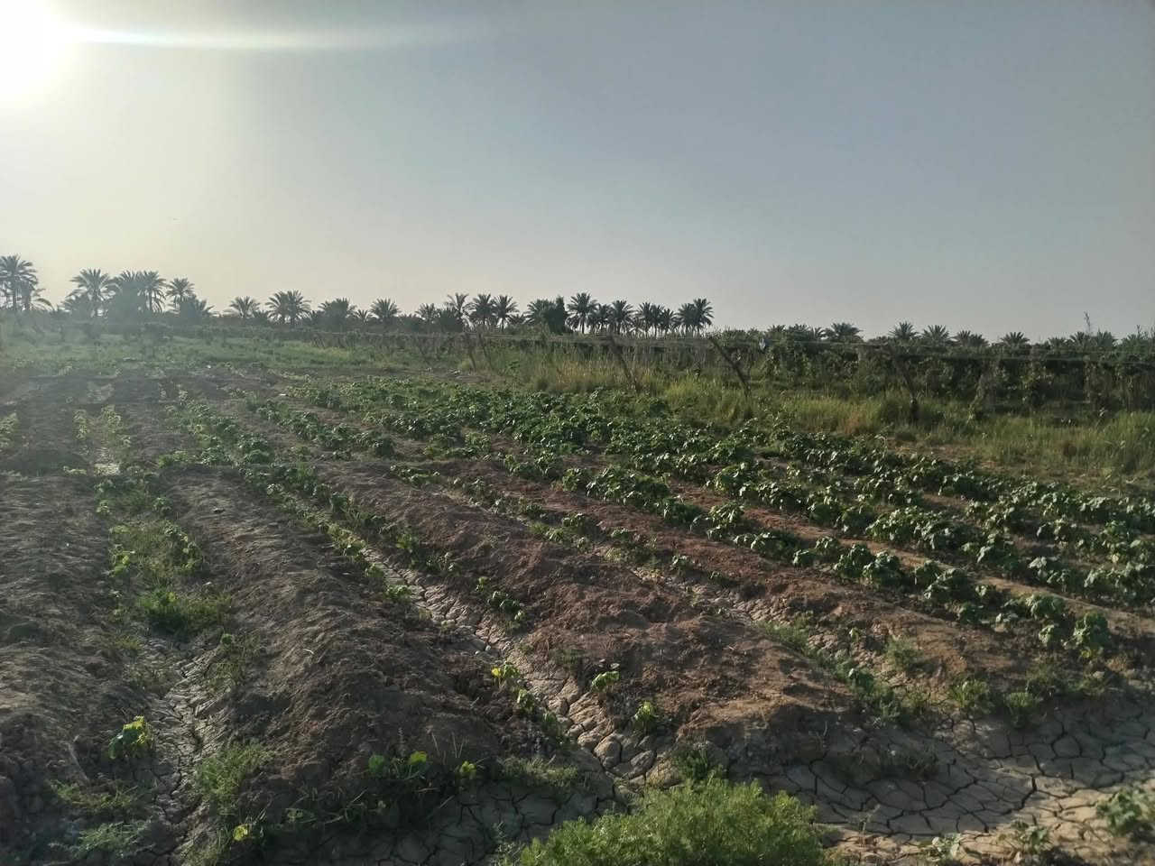 السلام عليكم
عندي أرض زراعي ٧دوانم دونم للبيع
موقع بابل السياحي قرية الرواشد مخدومه بالكامل
تبعد عن الشارع العام كيلو ونص تقريبا سعر الدونم ٣٠وبي مجال ان شاء الله للاتصل *********** على طابو الهاشمية سند ٢٥شراء أسهم ماء سقي بحيرات من الشط مباشر
ربي يرزق الجميع
