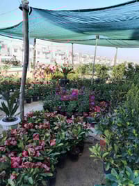 مشتل المجمعات • ثيل هندي • تنظيف حدائق