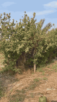 سلام عليكم ماكس مال لعب فول تزويددراجه متعوب عليه ومصروف عليه تزويده مكينه 55 سلف جبير 4فحمات كلجات WFصدر NCY فج 4صينيه وتطواله RGSبجم كاربون اصلي شاصي ازرك كشن رياضي قبق مروحه كاربون قبق كاربون الي فوك تاير قبق فلاوين RGSقاعده رقم تتمارك ويل مشيف صالنصه صجميه اصلي سبايدر اربعه قطره دهن يدات WFصونده دهن تعلاكه RGS ضفيره اصليه وبعد هواي نوعم حتى صره مال دهن WFالي تفيده خاص او وتساب *********** كلش مستعجل ع بيعته مكاني نهاوند
