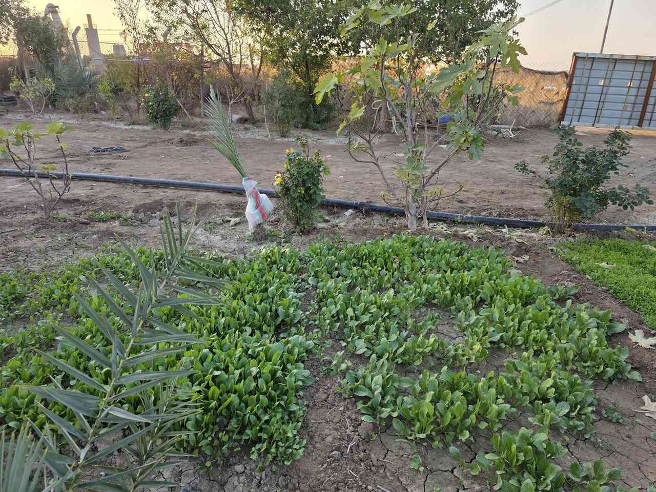 مزرعه للبيع 4 دوانم وجها  ع تبليط تبعد عن طريق الدغارة ديوانيه 700 متر// بيه مشتمل سند 25 بيها اجازه بستنه   خلف مطعم 🍴 واثق قرب معمل الزفت***********
