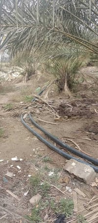 صونده ماي • ٩٠م • رميثه