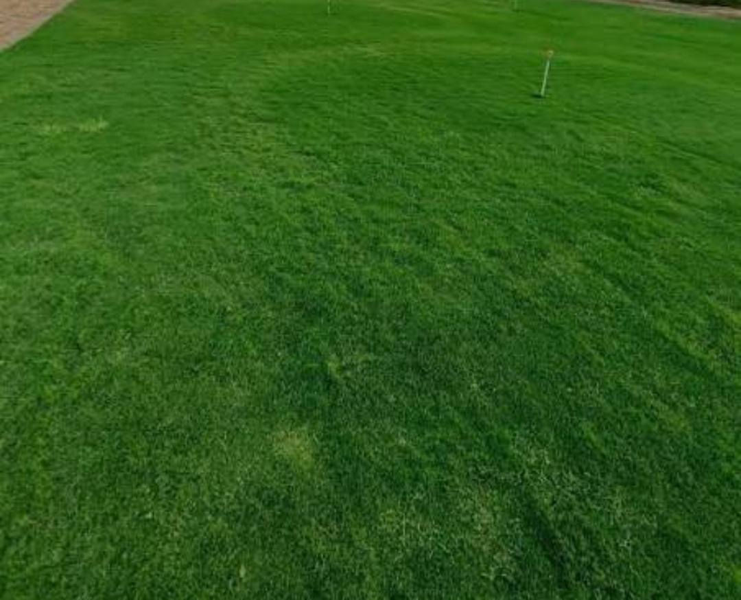 ثيل هندي درجه اولى 
مستعدين ل تجهيز الحدائق والملاعب والمزارع 
للطلب والاستفسار 
***********
