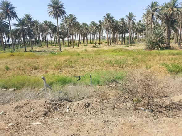 سلام عليكم يوجد أرض زراعيه البيع المساحة 5دونم العنوان كوت اليوسفيه للاستفسار  ***********
