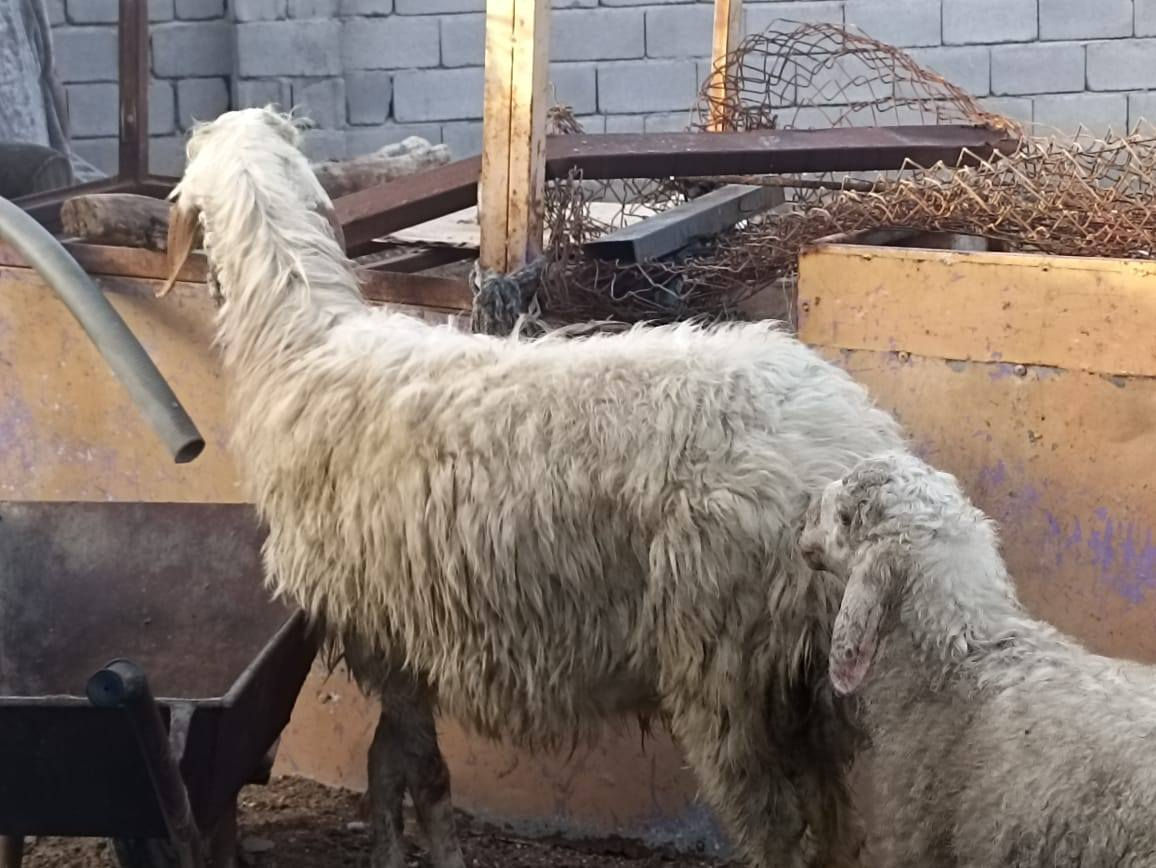 كل التفاصيل بالفيديو اسمع للأخير
ورجينه نجديه مطفل حدرها فحل كلش حلوه
سعرها 700 قفل من الاخير الشراي يتصل
بصره زبير *********** واتساب
توصيل موجود داخل البصره حسب الاتفاق
