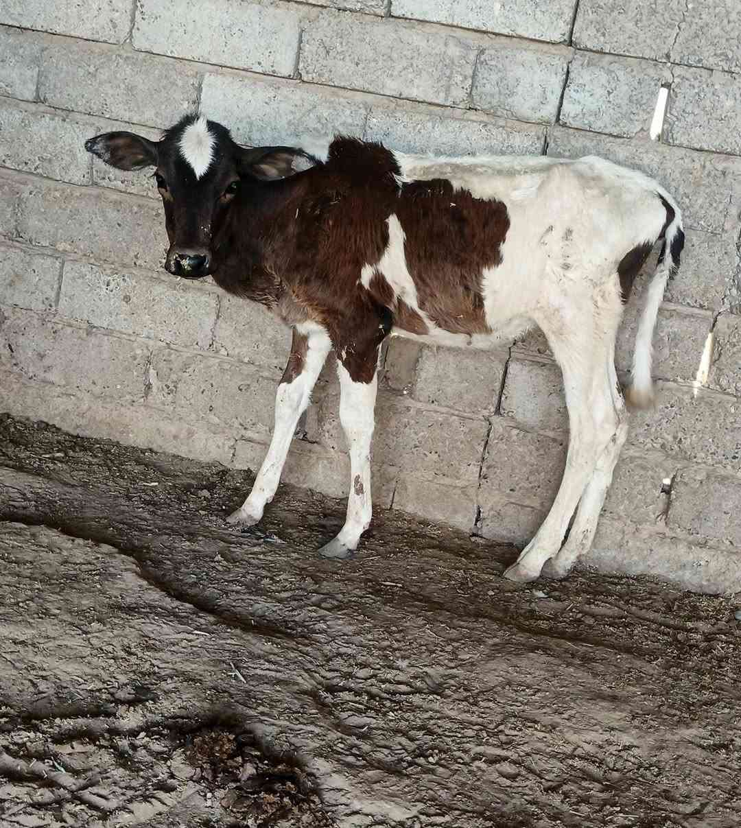 السلام عليكم مكلف بل نشر لاتراسلني ماعرف السعر
متاح حوليه زراعيه مال جنايه شرط الجل والشرب والنصاحه الشراي اتصل وتدلل العنوان الشرقاط قريه شكراً  ***********
