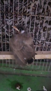 بلبل • للبيع • طيور