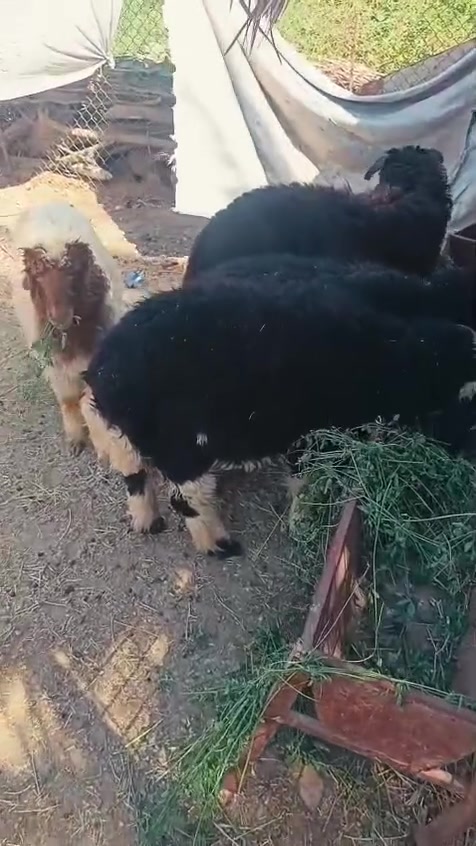 ألسلام عليكم
ثلاثه طليان وفطيمه للبيع مال ربط متعهد بنصاح  
المكان الرمادي حصيبه الشرقيه للستفسار الاتصال ع ***********
