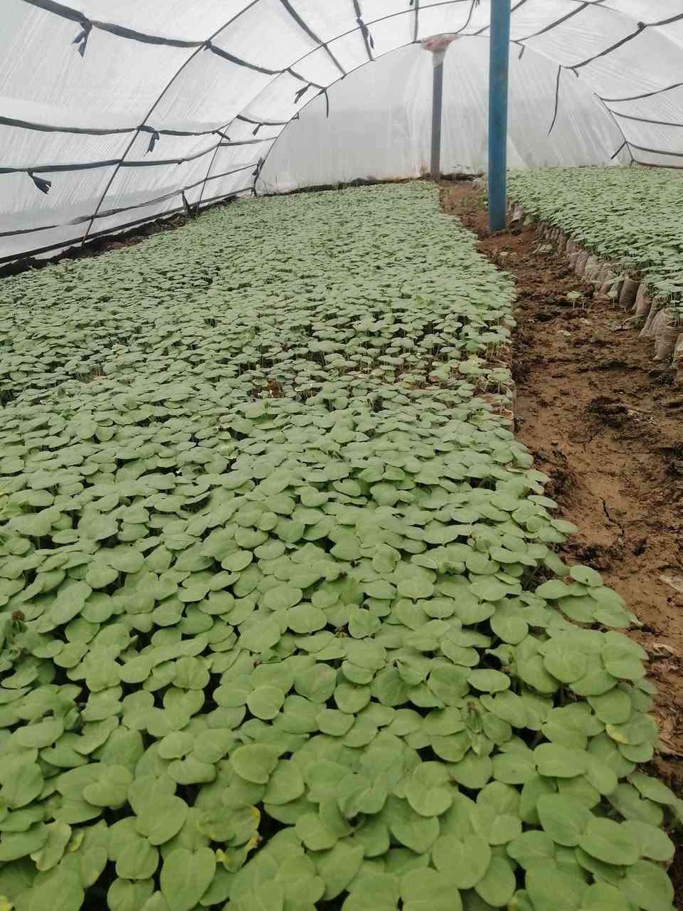 "يقدم "مشتل تجهيز الفلاح" باقة متميزة من المنتجات معالجة فطري وقائي علاجي التي تلبي احتياجات الزراعة والفلاحين على تحقيق أقصى استفادة من أراضيهم. إليكم أهم  منتجاتنا وخدماتنا مرتبة حسب الأهمية:
1: فلفل حار هندي فرولة روبة (لوح)+ قرص🌶️
2: فلفل اصباع بورصة تركي روبة ( لوح)+ قرص
4: فلفل اصابع الباشا روبة (لوح)  
5: فلفل اصفر اصباع جرن الغزال روبة(لوح) 
6: فلفل مدعبل شعاع روبة (لوح) 
7: فلفل مدعبل موديستو روبة (لوح) + قرص 
8:  باذنجان سامراء الرافدين روبة (لوح) + قرص🍆
9: باذنجان اخضر + باذنجان ابيض قرص
10 : طماطم 🍅 ذهبية82 قرص + روبة ( لوح) 
11: طماطم 🍅 نورة قرص كيس 
12: باميا بترة قرص (كيس) 
14: باميا بغداد محلي الصنف
15: خيار الامير + ركي🍉 +بطيخ 🍈 قرص
بأدارة : نجم ابو إسلام 
العنوان:  الموصل قضاء الحمدانية 
ناحية النمرود قرية العباس والنجفية
موبايل 📱 ***********
ملاحظة جلب صناديق (سلات)  لتعبئة الشتل
