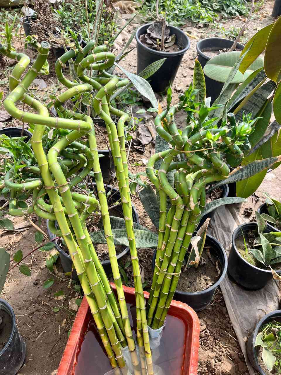 توفر لدى مشتل الزهراء الزراعي  ورد جوري عراقي بخور عصا موسى بذور ورد  ثيل هندي؛  مشروع المسيب شارع ابو الجاسم ع  اي استفسار  ***********
