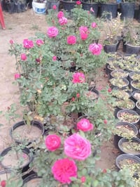 جوري عراقي • عطري • جديد الشط