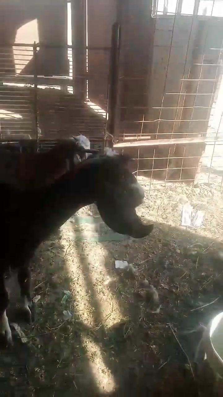 اخوان اذكر الله وصلوا على الحبيب المصطفى اجذاعه اول بطن وفطيمه قوزيه ما شاء الله عليها سعرهن الجنايه بياع مستعجل شرط النصاحه على كل عيب سعر الجذاعه 240و سعر الفطيمه 190 هذني سعرهن النهائي هذا اللي يريد يتواصل هذا رقمي ***********
