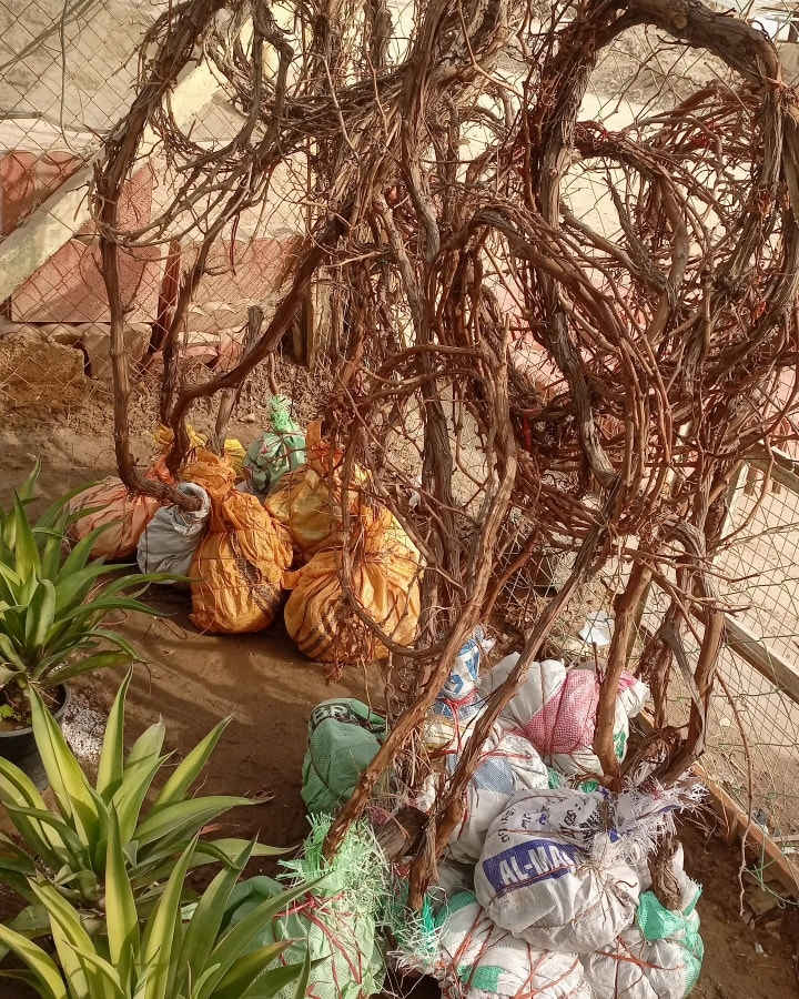 السلام عليكم متابعين مشتلنا الااعزاء
بفضل الله ...
متوفر من اشجار الفاكهة المطعمه والنفضيه اصناف ممتازه ومكفوله بأحجام كبيره مترين فما فوق 
عنب  حلواني 
عنب شده تركي
عنب اسود
عنب ديس العنز
تفاح ابراهيمي 
تفاح الكاغدي
تفاح الحمر
تكي كندي
تكي عراقي 
خوخ الكعكي
گوجه اصفر
مشمش اصفر
رمان عراقي 
تين بني مسلم 
عرموط صيفي
العنوان.
الديوانية// قضاء الدغارة // الحي العسكري
للحجز والاستفسار الاتصال على الرقم التالي
*********** انور الشباني
*********** إيهاب الشباني
