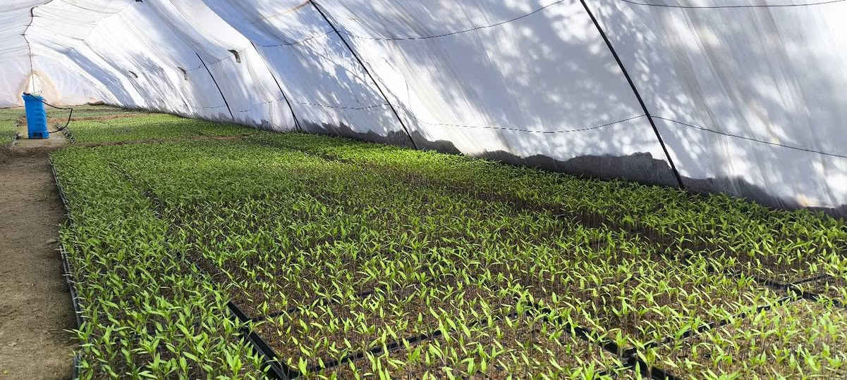 ***********
مقاوم و عادي 
العنوان الحيدرية
