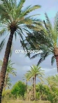 ربع دونم الوجه 15 النزال 44  العنوان بغداد الراشديه المهندسين للأستفسا...