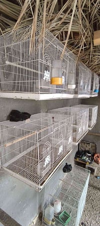 قفاص ابو طير • ٦ قطع • سنيه حي العسكري