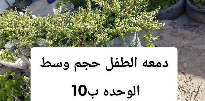 اتوفر نباتات خارجيه البيع يوجد توصيل داخل بغداد بعض المناطق ,,،🌿🌺🌱🚗🍀☘️🚘🌿🌺🌱🚗🍀☘️🚗🚗🚗🚗


**إذا كنت صاحب هذا الإعلان وتريد حذفه لأي سبب، رجاءا أرسل رسالة إلى الدعم الفني**