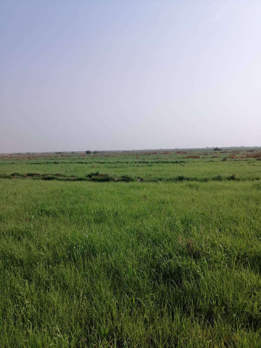 أرض زراعيه للبيع 270دونم بالقرب  من نهر الفرات المكان سوق شيوخ العكيكه ناظم كرمة حسن منطقه ال دخيل السعر  على الخاص ***********
***********
