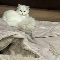 بزونه • خاص