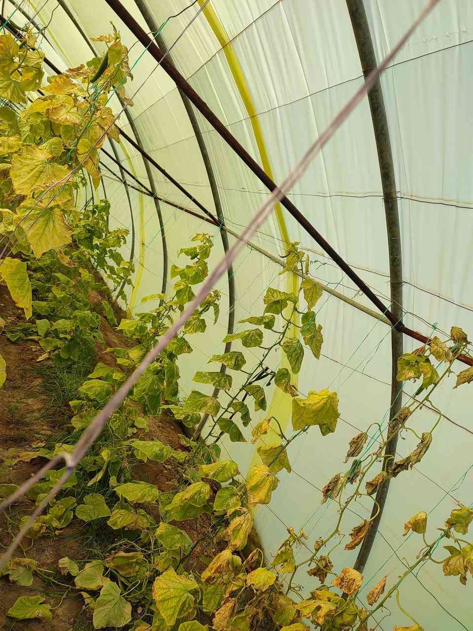 السلام عليكم اخوان بيوت بلاستيكيه عدد ثنين نوعيه اردني ستندر 24 شبه للبيع مكانهن الغراف رقم صاحب البيوت ***********
