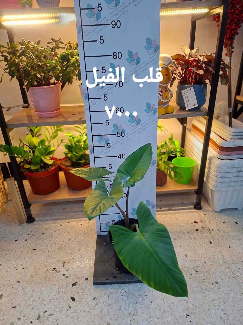 عيدكم مبارك
هدايا العيد وعيد الام من جورية احلى 
والتوصيل فقط ١٠٠٠ للكندي الثانية ومجاني للطلبات اكثر من ٢٥٠٠٠


**إذا كنت صاحب هذا الإعلان وتريد حذفه لأي سبب، رجاءا أرسل رسالة إلى الدعم الفني**