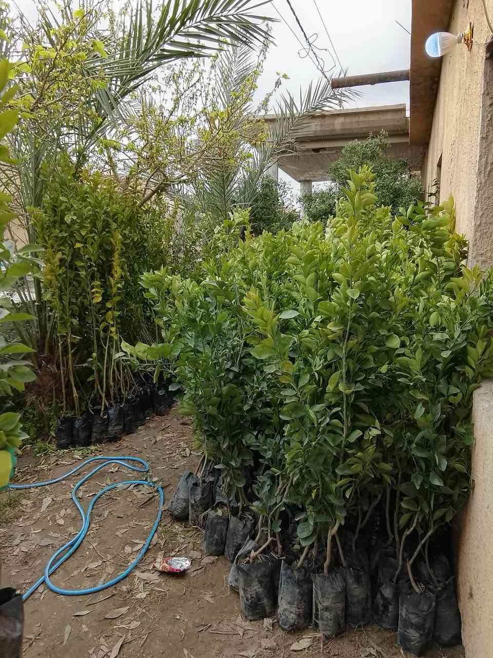 السلام عليكم يتوفر وجبه جديدة من الحمضيات كمية خير من الله برتقال ليمون رارنج لالنگي انگدنيا قلنطوز يوريگا عنب حلواني زيتون اسعار مناسبه مكان المشتل تكريت عوينات ***********
