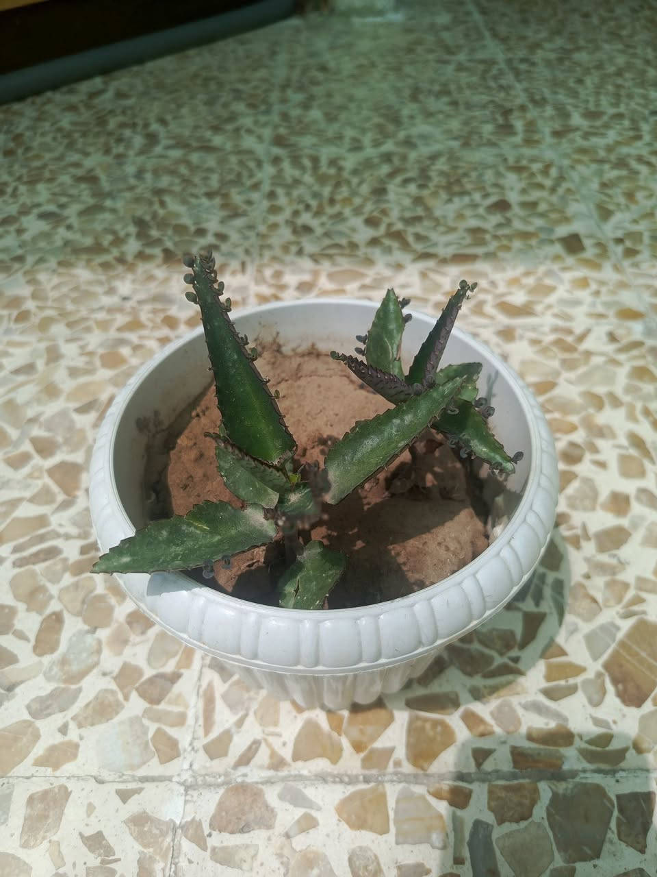نباتات للبيع القحوف البيض على الف والباقي حسب النوع


**إذا كنت صاحب هذا الإعلان وتريد حذفه لأي سبب، رجاءا أرسل رسالة إلى الدعم الفني**