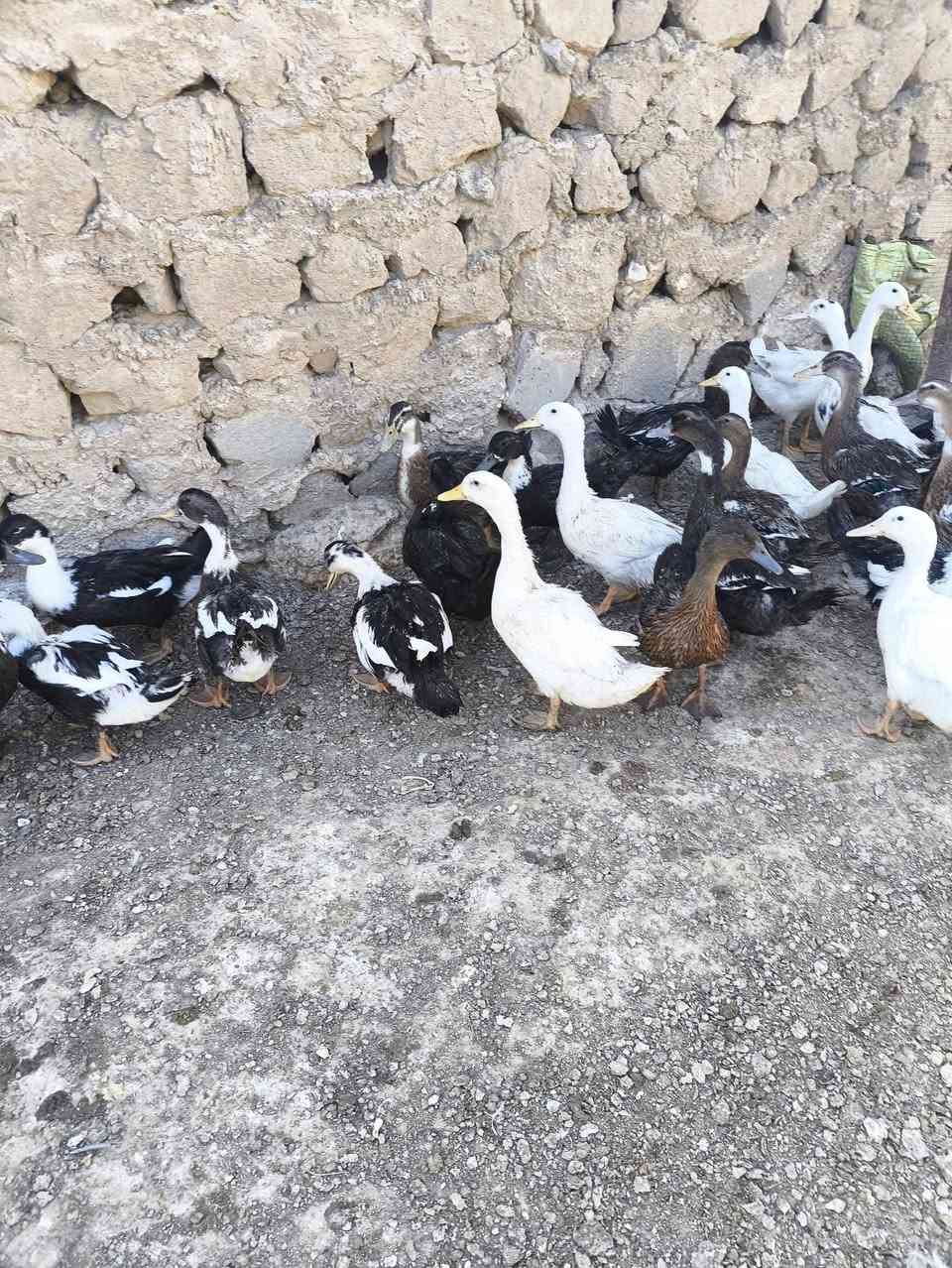 بش وخضيري للبيع سعر الزوج 11 الف بي مجال نجف قضاء المناذره ***********
