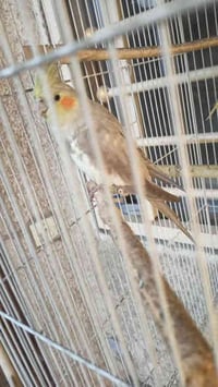 زوج كوكتيل منتج • قفص كبير • بغداد العامرية