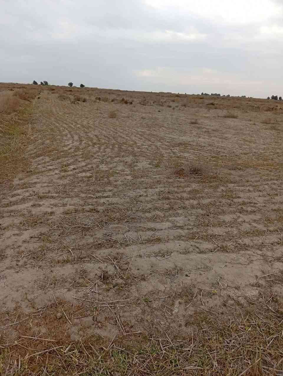 السلام عليكم. 
أرض زراعية للبيع مساحتها 70 دونم. 
أرض حلوه وصالحة للزراعة 100٪. والموسم الفات مزروعه حنطه وشعير معدله وجاهزه صايره جرف ع نهر ونهرها يحتوي ع ماء حلو من ناظم سعيدان وتحتوي ع كهرباء ضغط عالي بيها. وشارع سبيس يبعد عنها مسافة 300متر. ومسافة السبيس 7كيلوات يصعدك ع شارع الساده الاخوان. والارض حلوه جداً وصالحة للزراعة والسكن.العنوان قريه.    ال رويحان  
للاستفسار أكثر الاتصال ع رقم.***********
