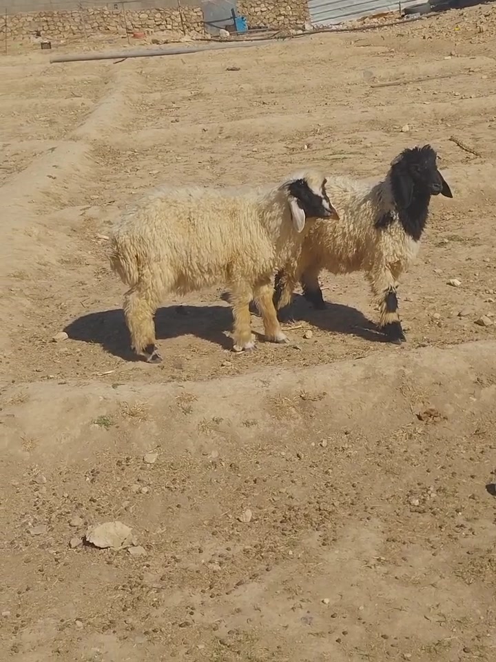 بسم الله متااح زوج خرفان كلشي يرهمن شرط النصاح مكان   عنه الريحانه    سعر زوج    ٥٠٥
توصيل حسب الاتفاق.   ***********
